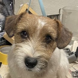 Brittanys, Miniature American Shepherds, and Russell Terriers from Katelyn M Ford