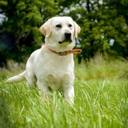 Kova - Dilute Retriever
