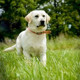 Kova - Dilute Retriever