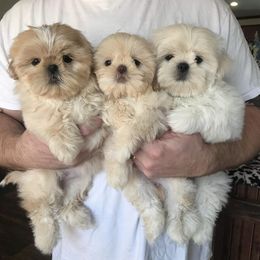Shih Tzu and Yorkshire Terrier Puppies from Topknot Shih Tzu & Yorkie