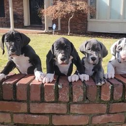 Great Dane and Yorkshire Terrier Puppies from Chuck City Danes