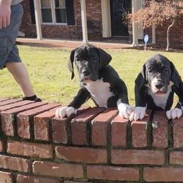 Great Dane and Yorkshire Terrier Puppies from Chuck City Danes