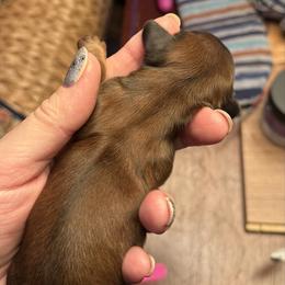 Christmas - Sable female Dachshund puppy in Batavia, Illinois from Sandra's Dachshunds