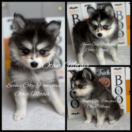 The Other Mother - Black and white female Pomsky puppy in Rossville, Georgia from Scenic City Pomskies