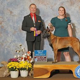 Belgian Malinois Puppies from Fromage Malinois
