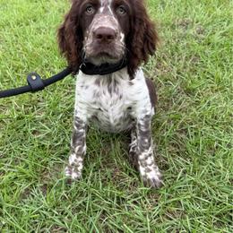 Liver and white roan 2 - Liver white and roan female English Springer Spaniel puppy in Defuniak Springs, Florida from Anastasia Knight's Cocker Spaniels