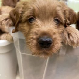 Goldendoodle Puppies from Coal Country Doodles