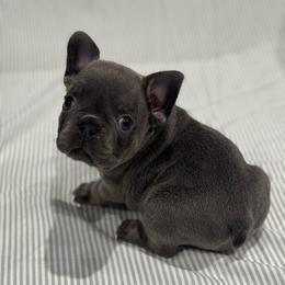 Blue Male - Blue male French Bulldog puppy in Republic, Missouri from Ritchie’s Frenchies