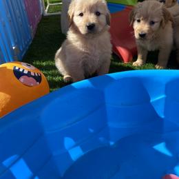Golden Retriever Puppies from Martinez Desert Goldens
