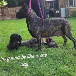 Shaka - Cane Corso