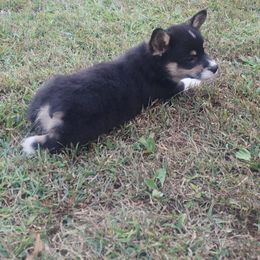 Charlie blue collar - Black and tan male Pembroke Welsh Corgi puppy in Pekin, Indiana from Beth's Pawsitivley Corgis