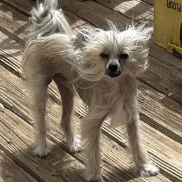 Ringo - Sable Chinese Crested puppy in Pinedale, Arizona from Aradia