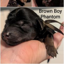 Brown Boy - Phantom, straight-coated - Black male Whoodle puppy in Kalispell, Montana from Countryman Whoodles
