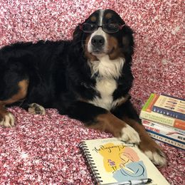 Bernedoodle, Cockapoo, and German Shorthaired Pointer All Grown Up from Filipiak Breeders