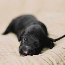 Black Boy - Black male Goldendoodle puppy in Mckinney, Texas from Doodles of North Tx