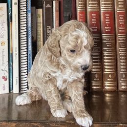 Rosie - Cream female Poodle puppy in Lance Creek, Wyoming from CK Poodles LLC