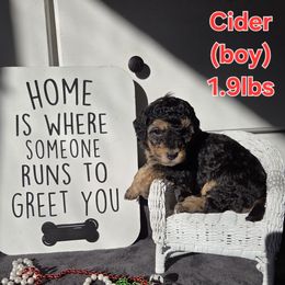 Cider - Phantom male Poodle puppy in Taylors, South Carolina from Sosebees toy & mini poodles