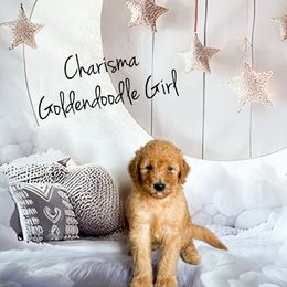 Charisma - Red  female Goldendoodle puppy in Grove, Oklahoma from Guinn Family Farms
