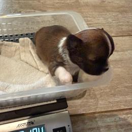 Reese - Red and white female Chihuahua puppy in Choctaw, Oklahoma from Savvy Chihuahuas of Oklahoma