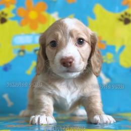 Velma - Piebald female Dachshund puppy in Chandler, Arizona from Vonaducci Doxies, LLC.