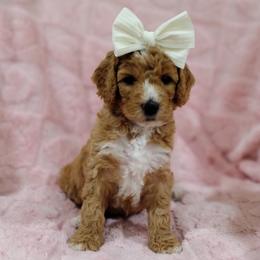Reese - Apricot female Australian Labradoodle puppy in Harrisonburg, Virginia from Crown Doodles