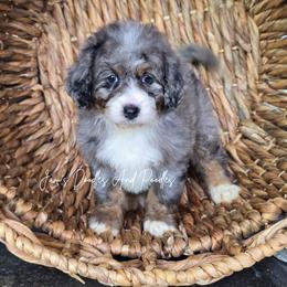 Saturn - Blue merle female Bernedoodle puppy in Cleveland, Georgia from Jam's Doodles And Poodles