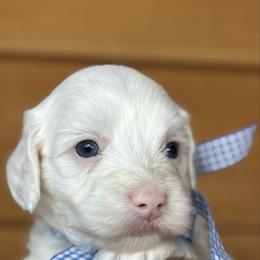 Wool - Cream male Australian Labradoodle puppy in Dawson, Georgia from Still Pond Australian Labradoodles