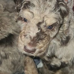 Howard - Brown male Poodle puppy in Paonia, Colorado from Sillydogs Poodles