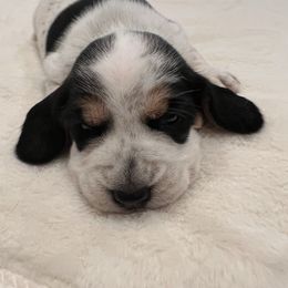 Hazel - White black and tan female Beagle puppy in Brownsboro, Texas from Willow Bark Beagles