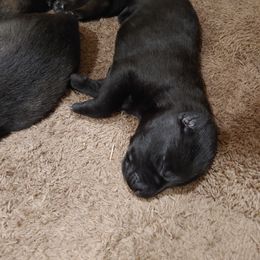 German Shepherd Puppies from Rose Valley German Shepherds