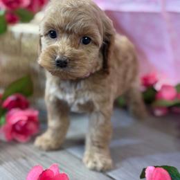 Rose G2 lt pink - Golden female Cockapoo puppy in Haines City, Florida from Camic Cockapoos