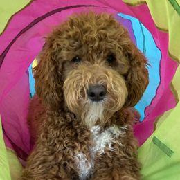 Latte - Australian Labradoodle