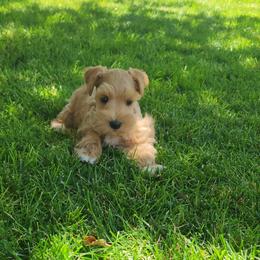 Copper - Wheaten male Miniature Schnauzer puppy in Brigham, Utah from Onesmallschnauzer