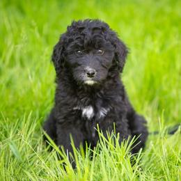 Buttercup - Black and white female Bernedoodle puppy in Lewiston, Maine from Stillwater Bernedoodles