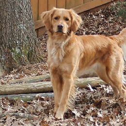 Golden Retrievers from Good As Gold Retrievers