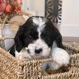 Louis - Black and white male Cavapoo puppy in Draper, Utah from Peaks Pups — Exceptional by Nature. Raised with Purpose.