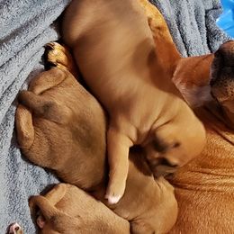 Bull Terrier and Staffordshire Bull Terrier Puppies from Courstaff Staffords