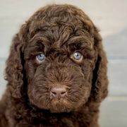 Girl 1 - Brown Bernedoodle puppy in Zephyrhills, Florida from Doodles of Tampa Bay