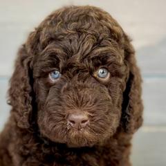Girl 1 - Brown Bernedoodle puppy in Zephyrhills, Florida from Doodles of Tampa Bay