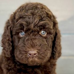 Girl 1 - Brown Bernedoodle puppy in Zephyrhills, Florida from Doodles of Tampa Bay