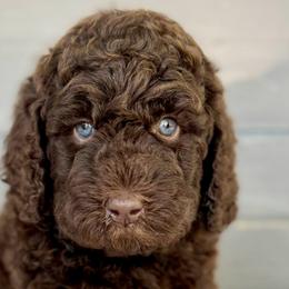 Girl 1 - Brown Bernedoodle puppy in Zephyrhills, Florida from Doodles of Tampa Bay