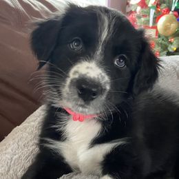 Girl 1 - Black Australian Shepherd puppy in Monroe, North Carolina from Dreamland Aussies & Poodles