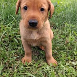 Green Boy - Yellow male Labrador Retriever puppy in Potosi, Wisconsin from Point and Flush Gun Dogs