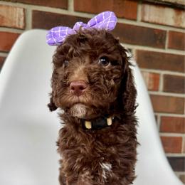 Muffin - Chocolate female Goldendoodle puppy in Pulaski, Tennessee from Doodle My Heart