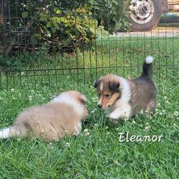Eleanor - Sable and white female Collie puppy in Mattoon, Illinois from Gold Leaf Collies