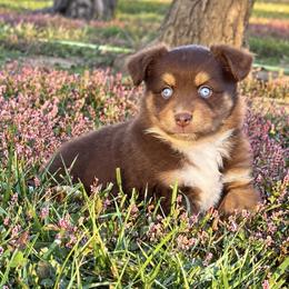 Kimber - Red tri female Toy Australian Shepherd puppy in Leitchfield, Kentucky from Legendmaker MAS
