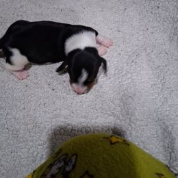 Girl 1 - Piebald female Dachshund puppy in Farmerville, Louisiana from Hancock House of Basset Hounds & Mini Dachshunds