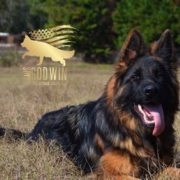 German Shepherd Puppies from Haus Godwin
