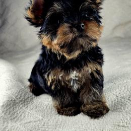 Yorkshire Terrier Puppies from Pixieland Yorkshire Terriers
