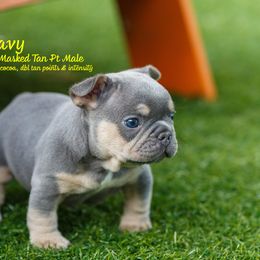 French Bulldog Puppies from Boujee Butt Frenchies